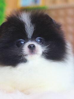 ปอมเมอเรเนียน เพศผู้สีแฟนซี