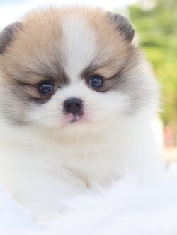 ปอมเมอเรเนียน เพศผู้แฟนซี เกรดโชว์