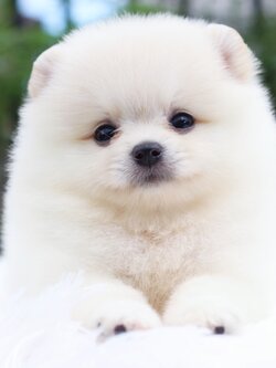 ปอมเมอเรเนียน เพศเมียสีขาวครีม