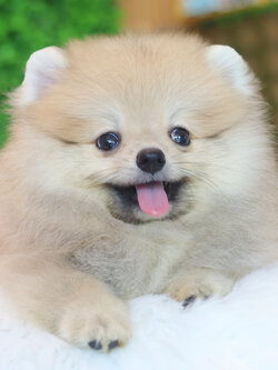 ปอมเมอเรเนียน เพศผู้สีส้ม