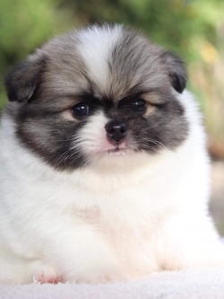 ปอมเมอเรเนียน เพศผู้