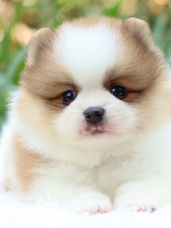 ปอมเมอเรเนียน เพศผู้ สีแฟนซี