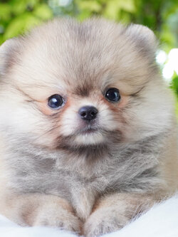 ปอมเมอเรเนียน เพศเมียสีส้ม