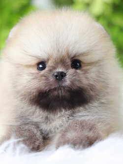 ปอมเมอเรเนียน เพศผู้สีส้ม เกรดโชว์