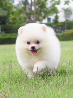 ปอมเมอเรเนียน เพศผู้สีขาวครีม