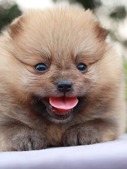 ปอมเมอเรเนียน เพศเมีย