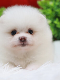 ปอมเมอเรเนียน เพศเมีย ขาว หน้าฟ็อก