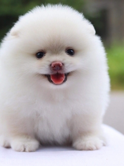 ปอมเมอเรเนียน เพศเมีย