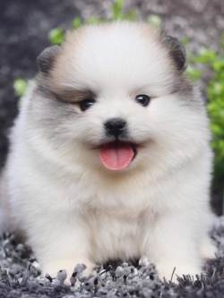 ปอมเมอเรเนียน เพศผู้