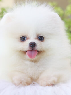 ปอมเมอเรเนียน เพศเมียสีขาวครีมเกรดโชว์