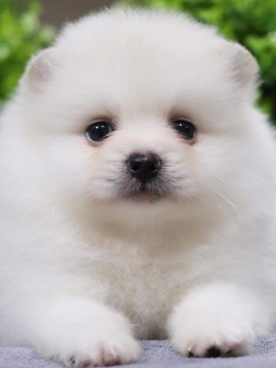 ปอมเมอเรเนียน เพศผู้