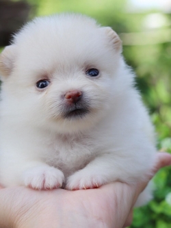 ปอมเมอเรเนียน ทีคัพ