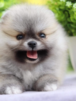 ปอมเมอเรเนียน เพศเมีย