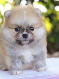 ปอมเมอเรเนียน เพศผู้