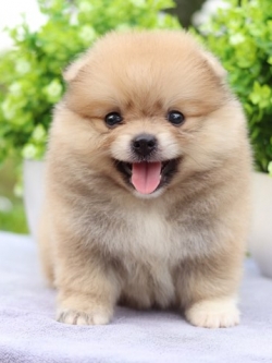 ปอมเมอเรเนียน เพศผู้