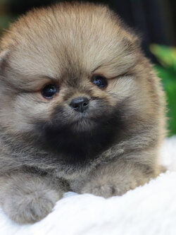 ปอมเมอเรเนียน เพศเมีย สีส้ม