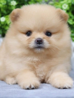 ปอมเมอเรเนียน เพศเมีย