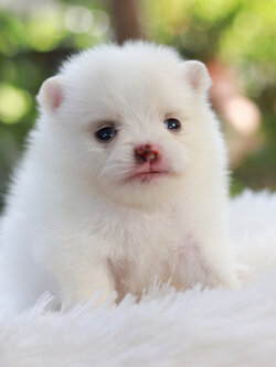 ปอมเมอเรเนียน เพศผู้ สีขาว