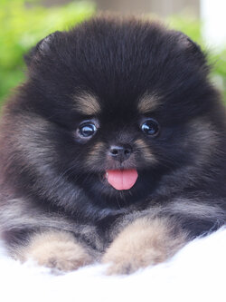 ปอมเมอเรเนียน เพศเมียสีแบล็คแทน