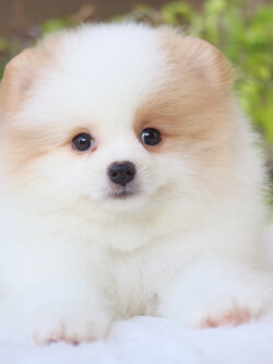 ปอมเมอเรเนียน เพศผู้ สีแฟนซี