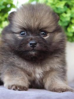 ปอมเมอเรเนียน เพศผู้