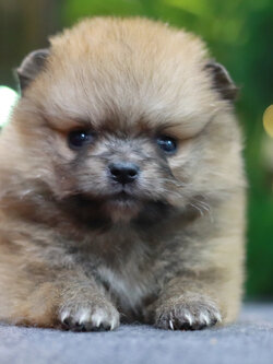 ปอมเมอเรเนียน เพศเมีย