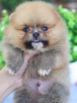 ปอมเมอเรเนียน เพศผู้