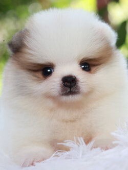 ปอมเมอเรเนียน เพศผู้ สีแฟนซีขนแน่นๆ