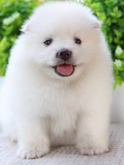 ปอมเมอเรเนียน เพศผู้