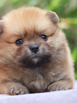 ปอมเมอเรเนียน เพศผู้