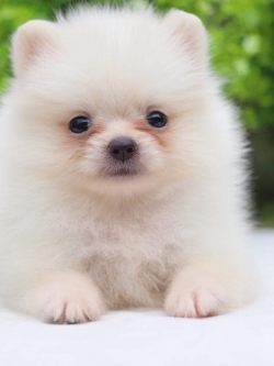 ปอมเมอเรเนียน เพศผู้