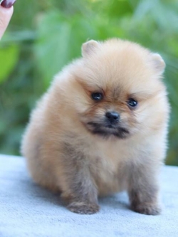 ปอมเมอเรเนียน เพศเมีย ทีคัพ