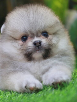 ปอมเมอเรเนียน เพศผู้สีส้ม