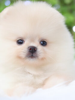 ปอมเมอเรเนียน เพศเมียสีขาวครีม เกรดโชว์