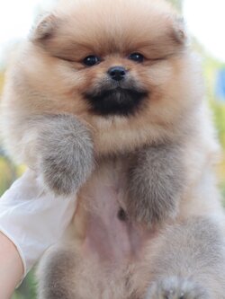 ปอมเมอเรเนียน เพศผู้ สีส้ม ไซส์ปกติ