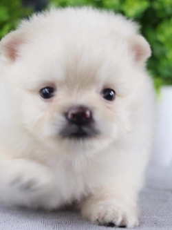 ปอมเมอเรเนียน เพศเมีย