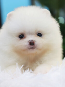 ปอมเมอเรเนียน เพศผู้ สีขาวครีม