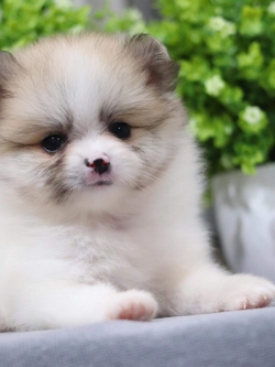 ปอมเมอเรเนียน เพศเมีย