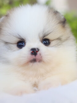 ปอมเมอเรเนียน เพศผู้ สีแฟนซี เกรดโชว์