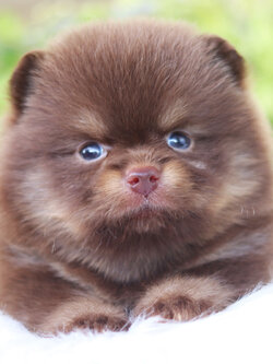 ปอมเมอเรเนียน เพศเมีย สีช็อคแทน เกรดโชว์