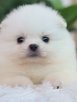 ปอมเมอเรเนียน เพศเมียสีขาว