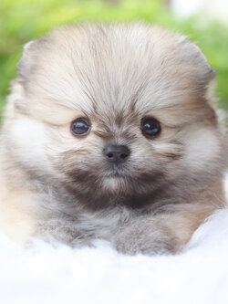 ปอมเมอเรเนียน เพศเมียสีส้ม