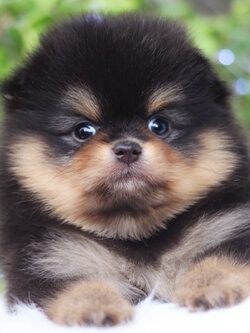 ปอมเมอเรเนียน เพศเมียสีแบล็คแทน