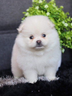 ปอมเมอเรเนียน เพศผู้