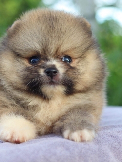 ปอมเมอเรเนียน เพศผู้