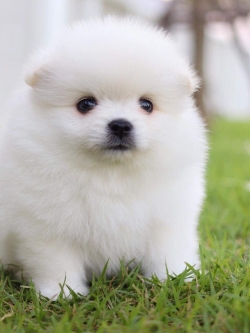 ปอมเมอเรเนียน เพศผู้