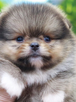 ปอมเมอเรเนียน เพศผู้ หน้าตุ๊กตา