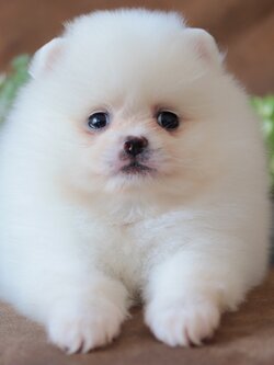 ปอมเมอเรเนียน เพศผู้สีขาว