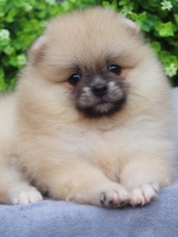 ปอมเมอเรเนียน เพศเมีย