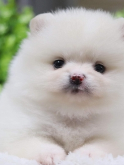 ปอมเมอเรเนียน เพศเมีย